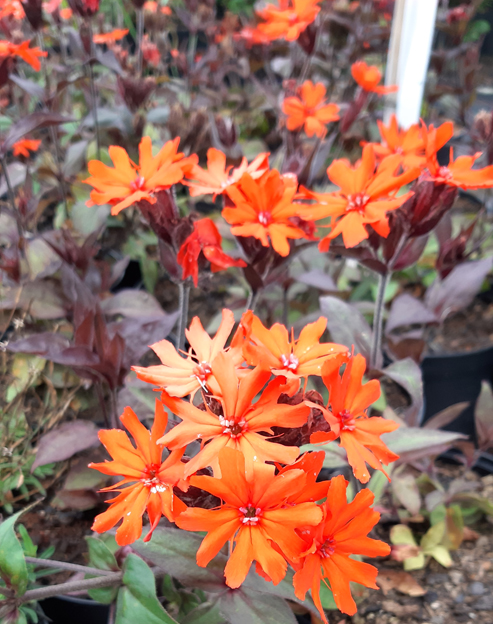 Lychnis arkwrightii `Orange Zwerg`